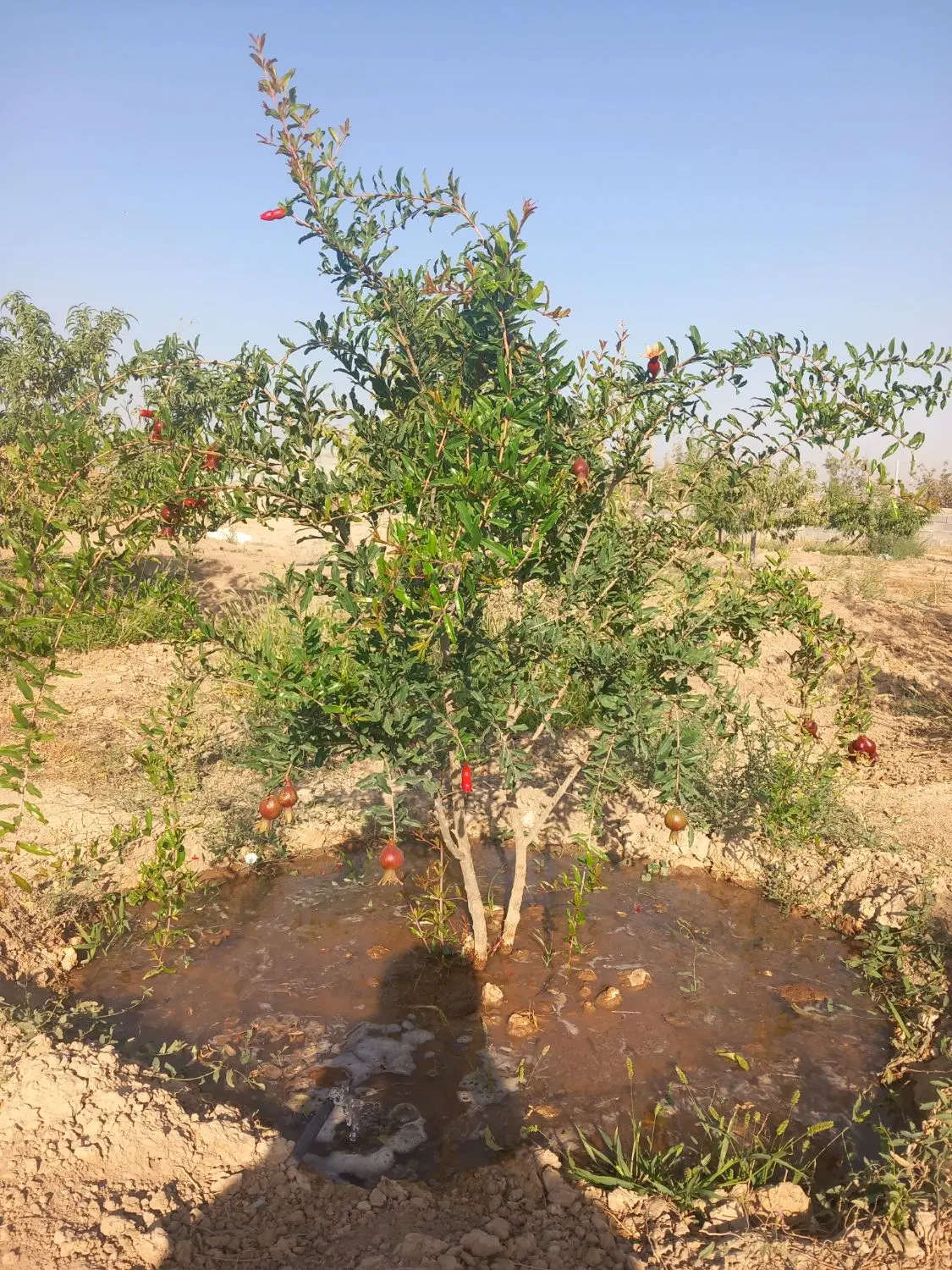باغ میقان خوش قواره میقان فروش فوری