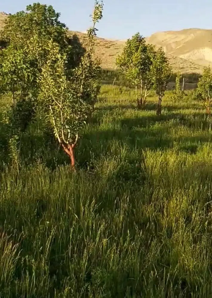 زمین باغی سنجان