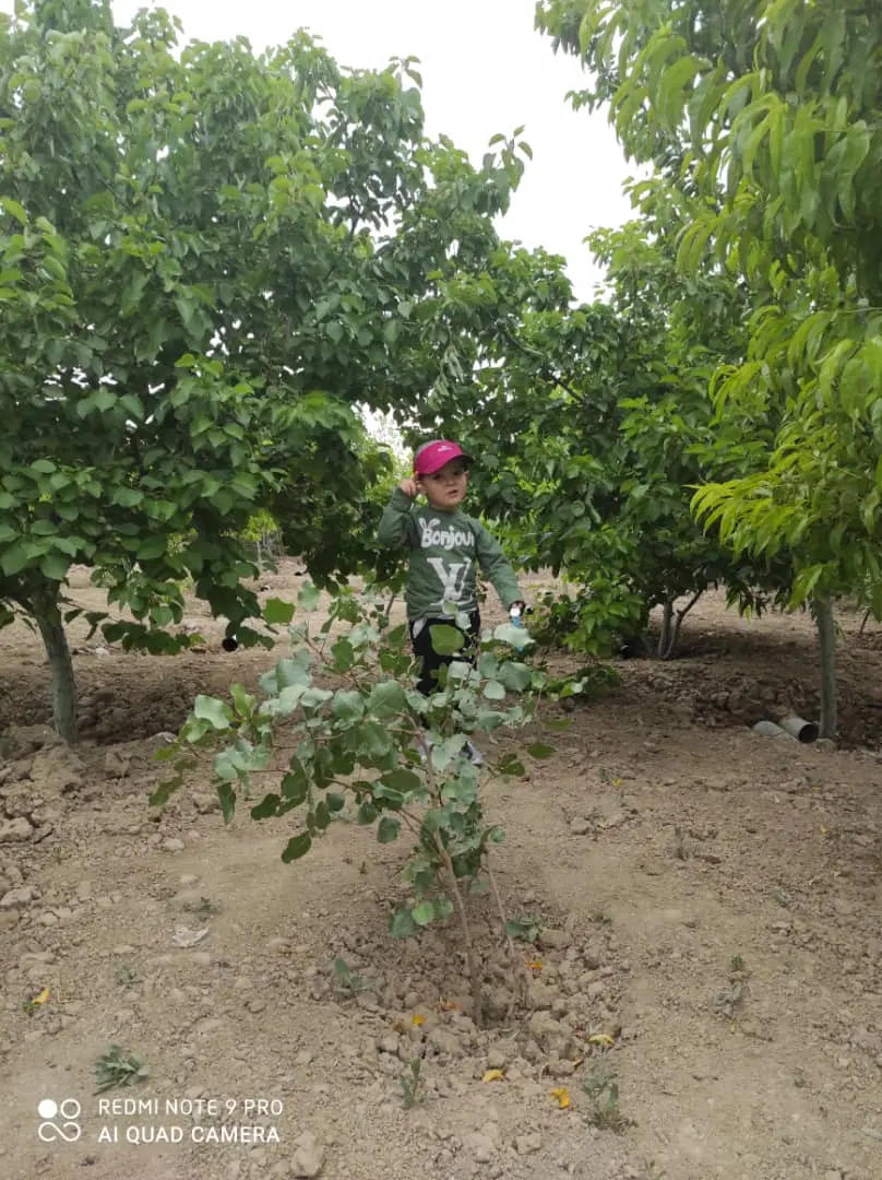 باغچه درترشنبه