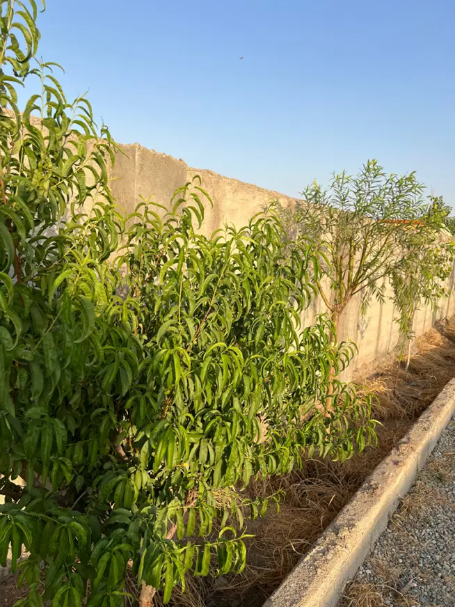 باغچه ۳۹۶ متری چهار دیوار با نامه جهاد