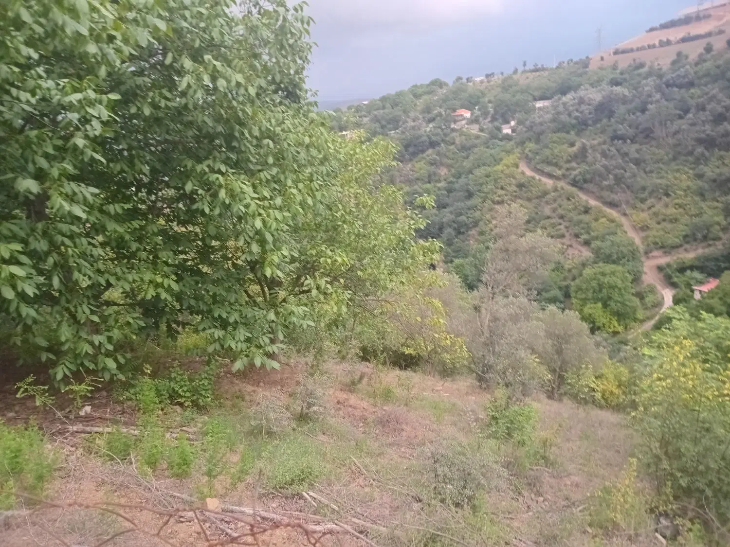 زمین باغی
