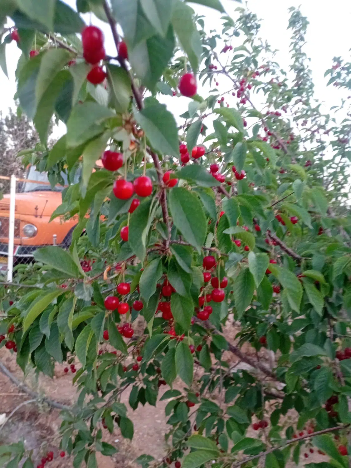 باغ گاوخانه بابالحوائج