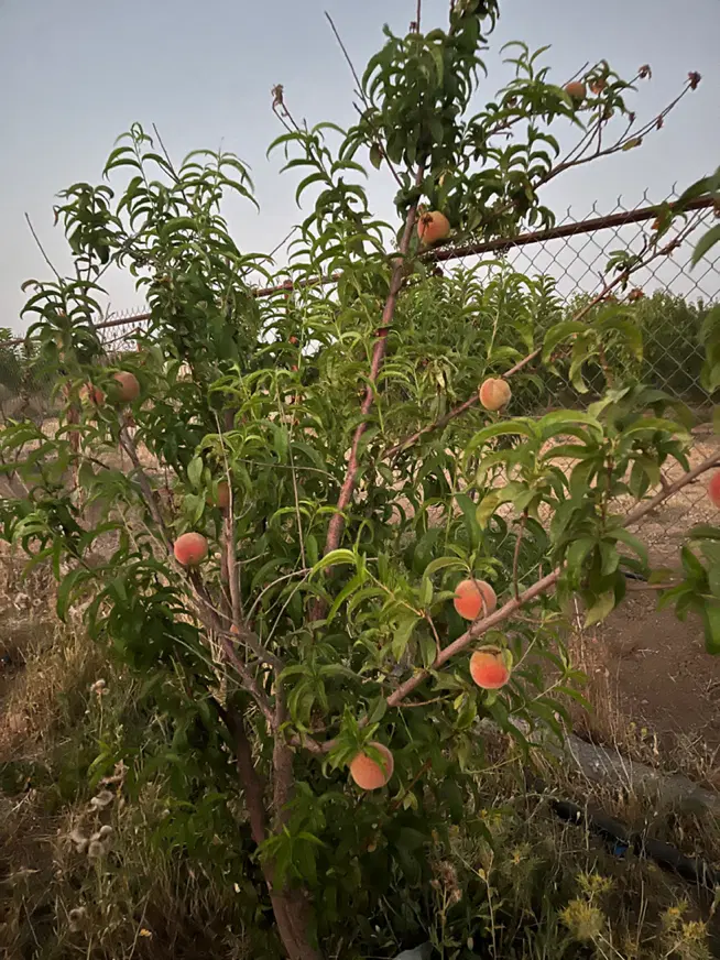 باغ گاوخانه خ جواد الایمه
