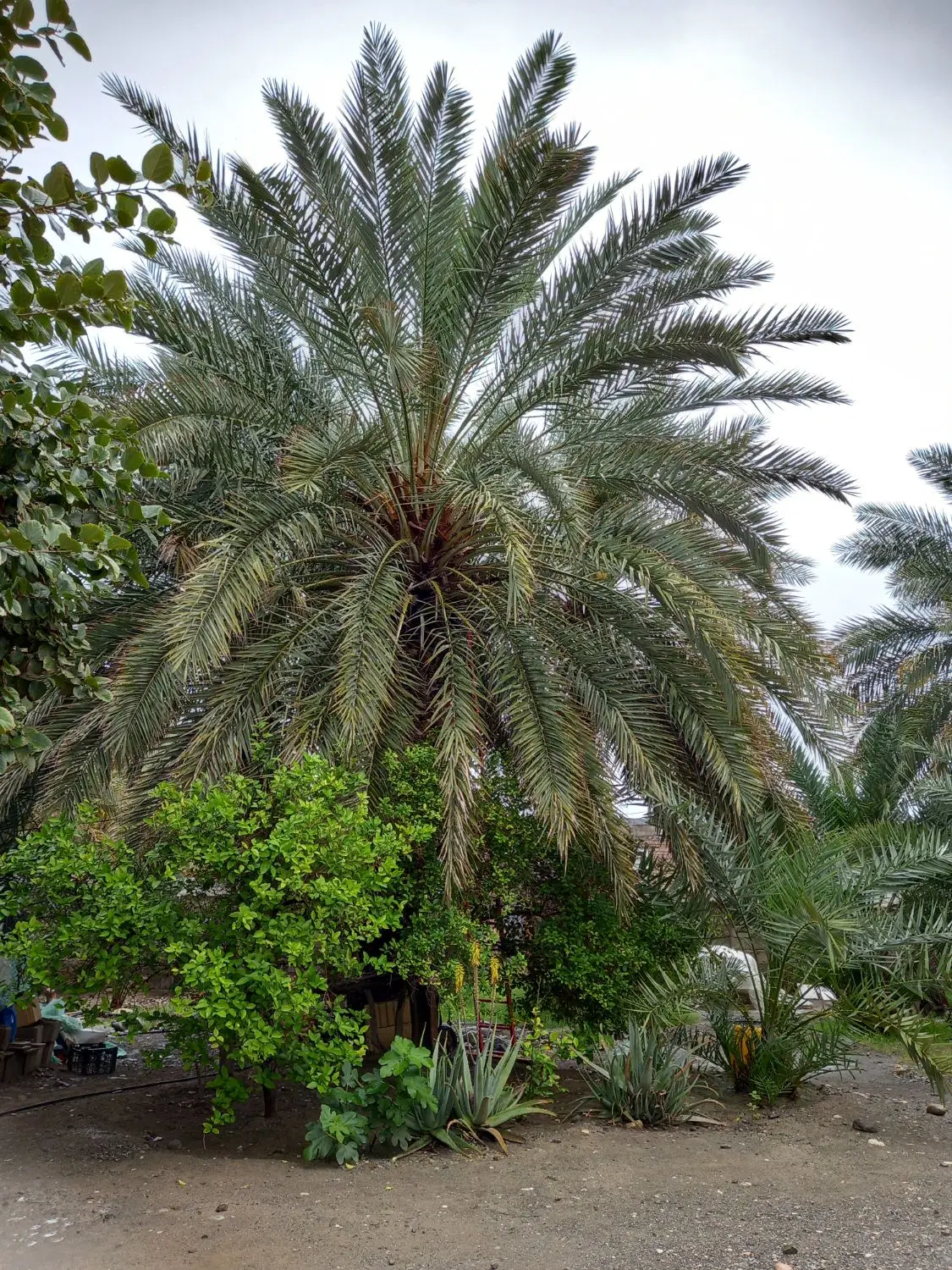 فروشی