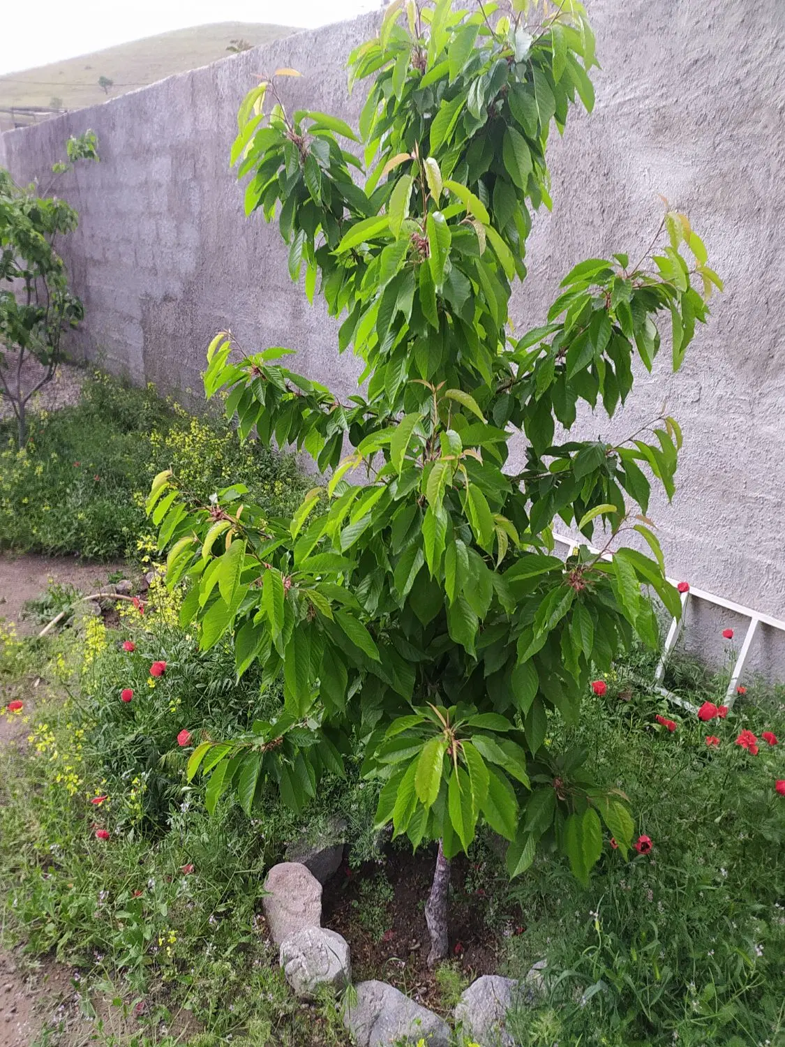 فروش باغچه در 10کیلومتری تبریز
