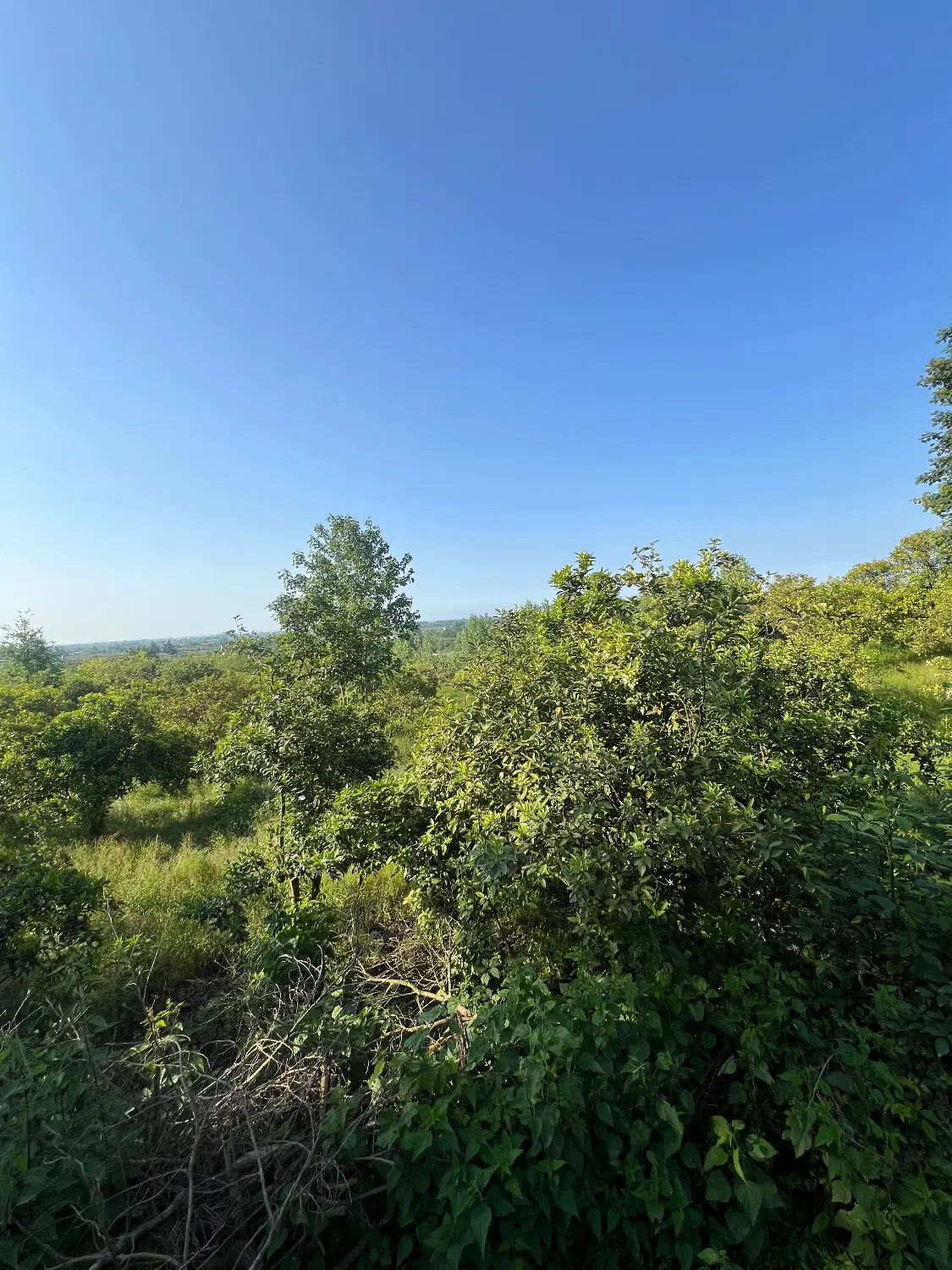 فروش زمین ۴۶۰۰ متری در روستای توریستی سی بن