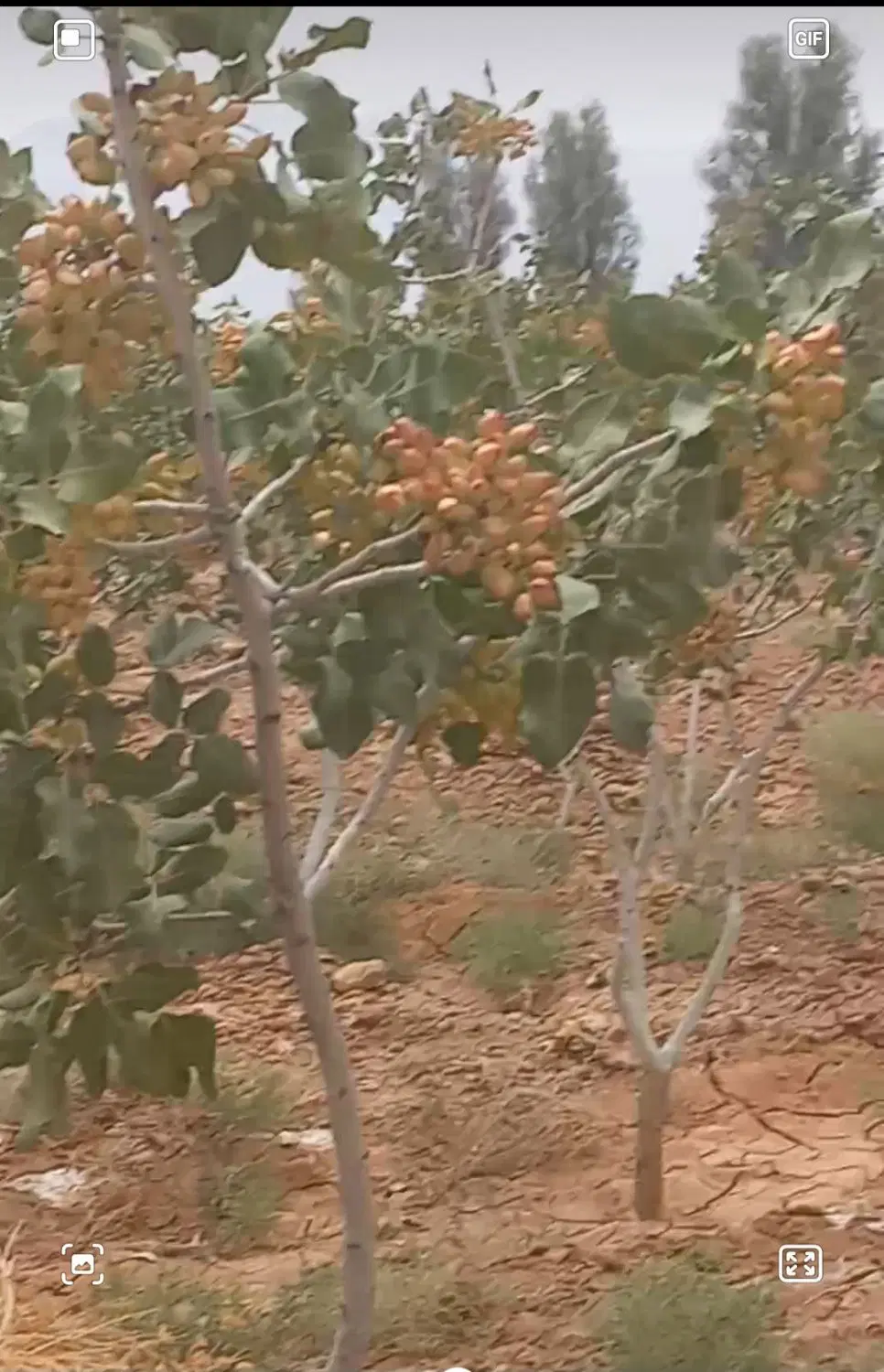 فروش باغ پسته