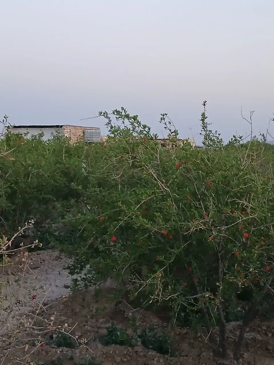 فروش خونه باغ،باغچه،نزدیک آوه و جعفریه