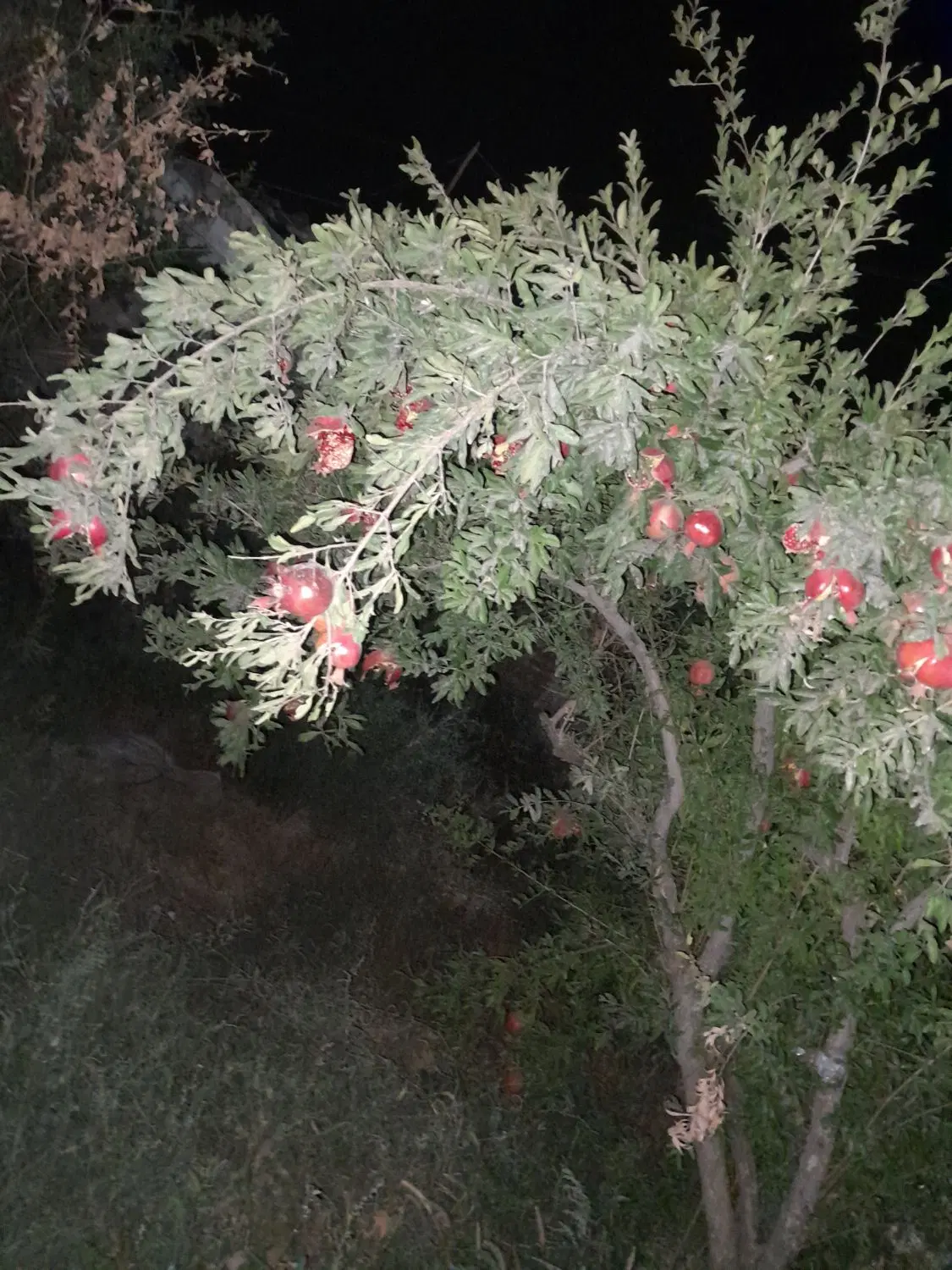 خانه باغ سند تک برگ