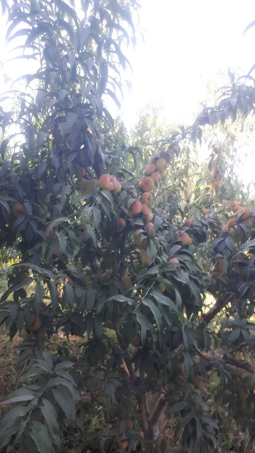 ۳۰۰ عدد درخت هلو انجیری پلنگی اجاره داده میشع