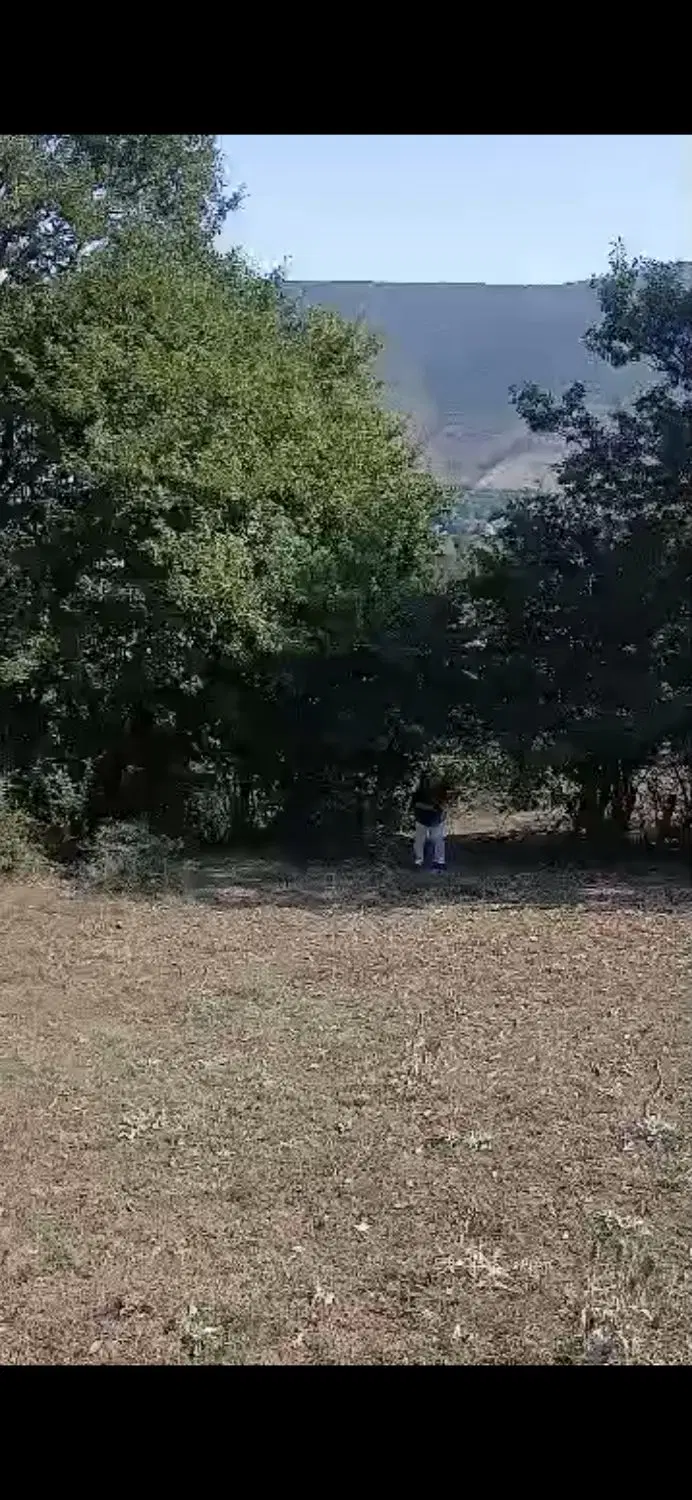 زمین کجور
