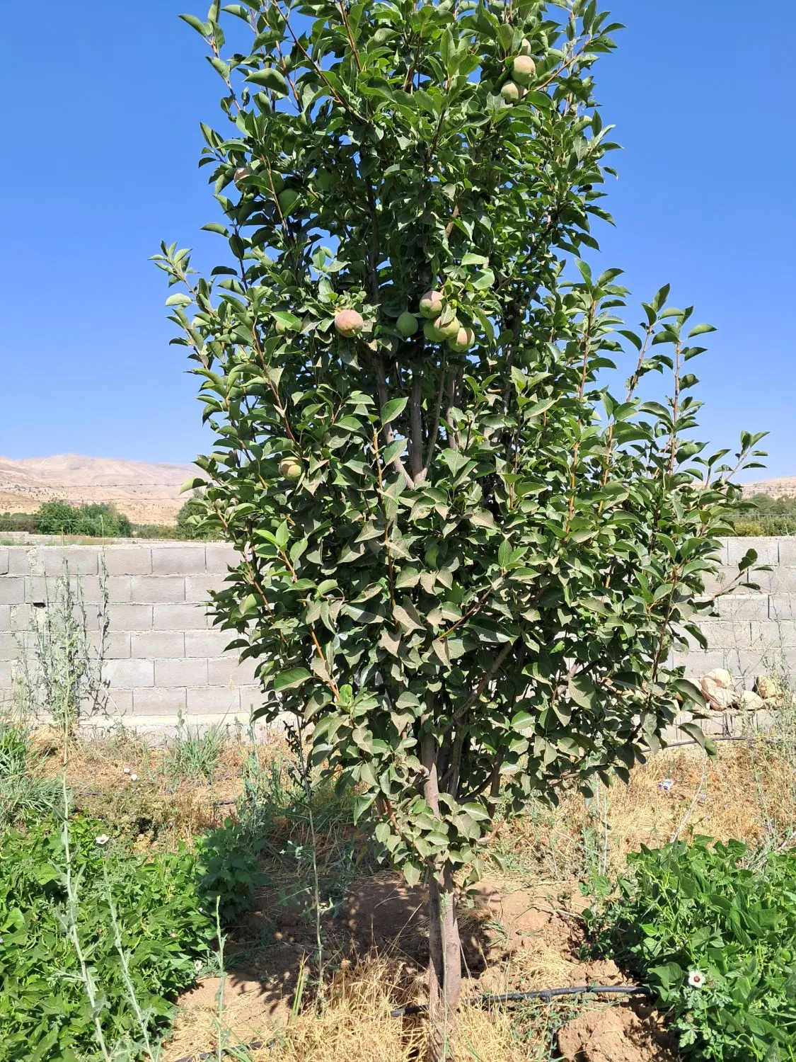 فروش باغ گلابی