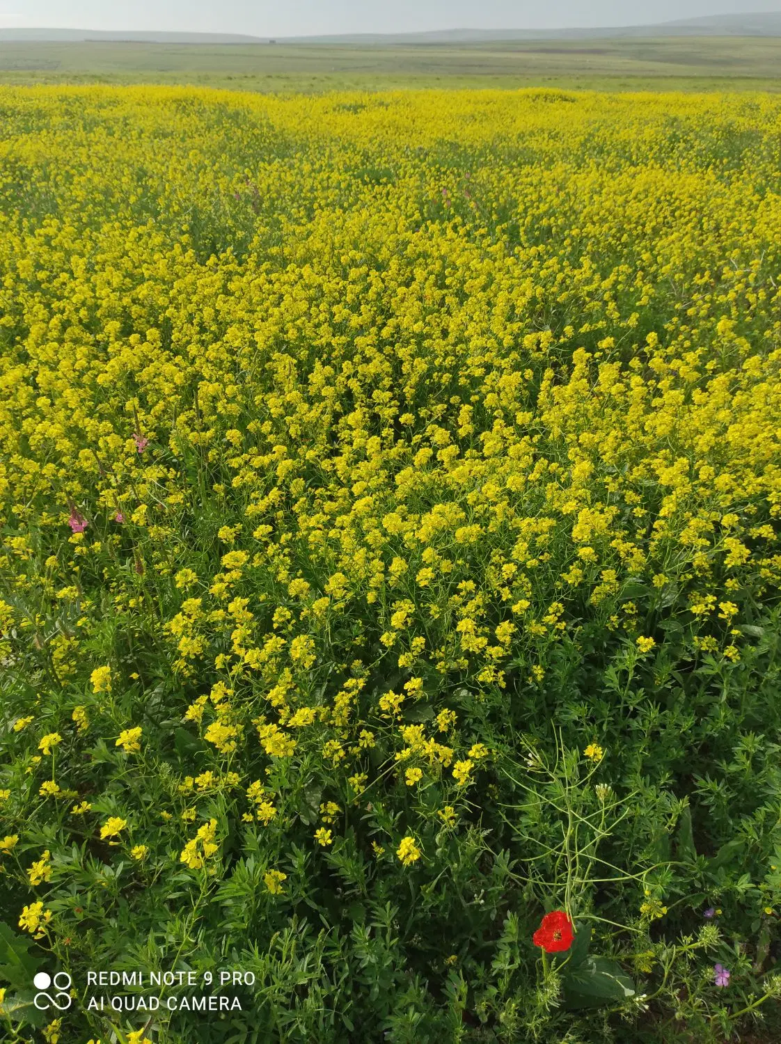 زمین فروشی یکان