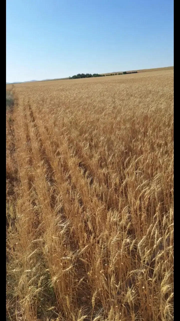 زمین روستای سیمین زاغه