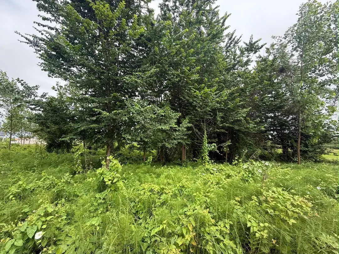 ۱۵۰۰ متر زمین باغی