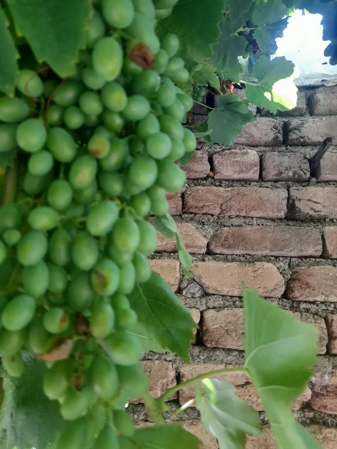 باغ انگور
