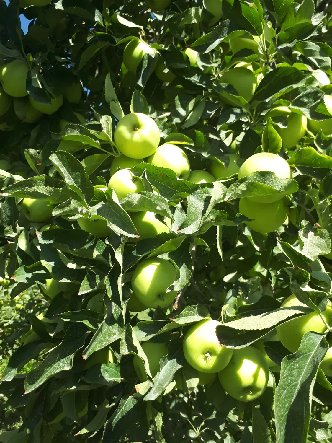 باغ سر سبز  (بین روستای فیال و باغ فدک)