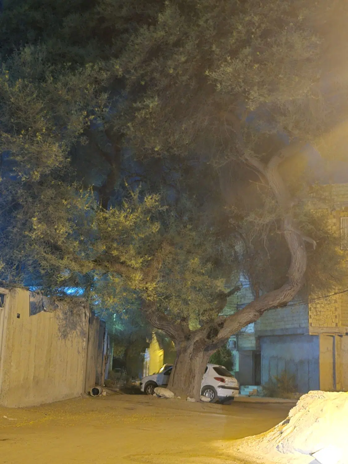 فروش زمین ریشهر