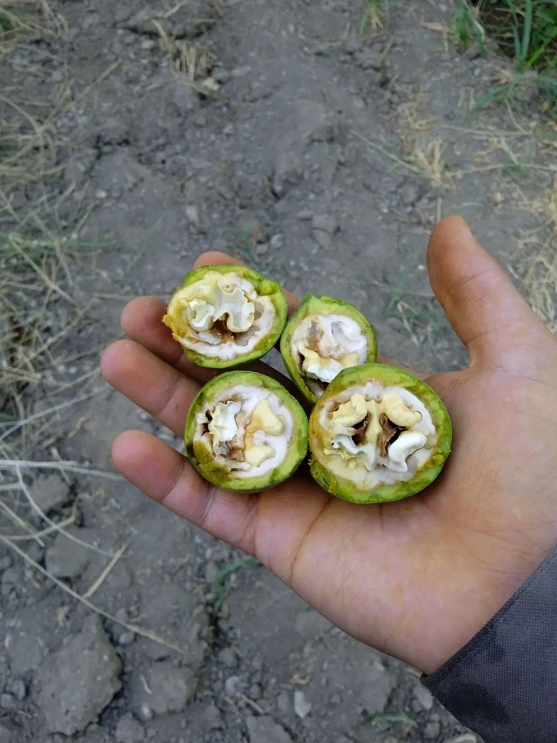باغ حاصلخیز