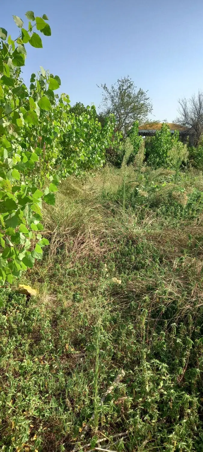 زمین باغی ،مسکونی  داری سند تک برگ