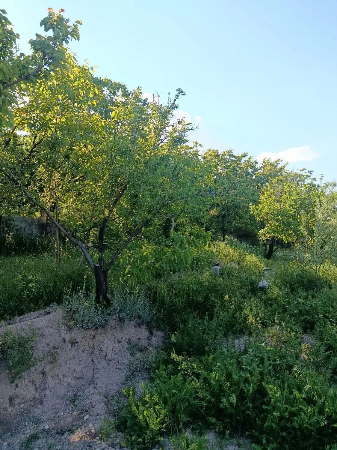 باغ به متراژ ۶۰۰متر دارای انشعابات اسکو