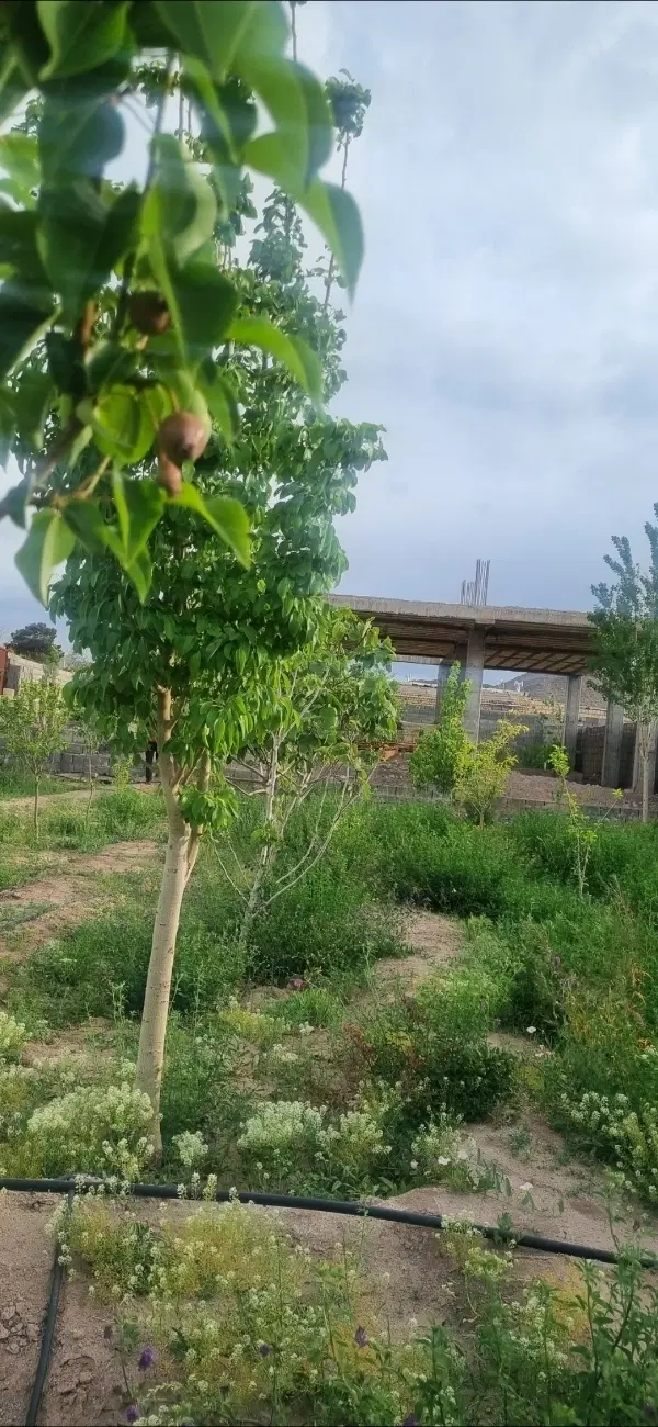 باغ زمین دهوئیه