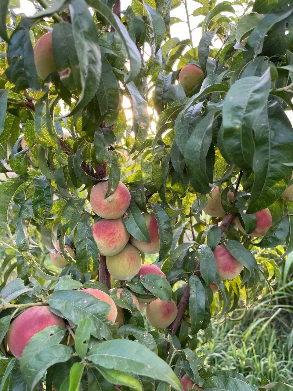 باغچه 5 ساله 500 متری پیشک یک