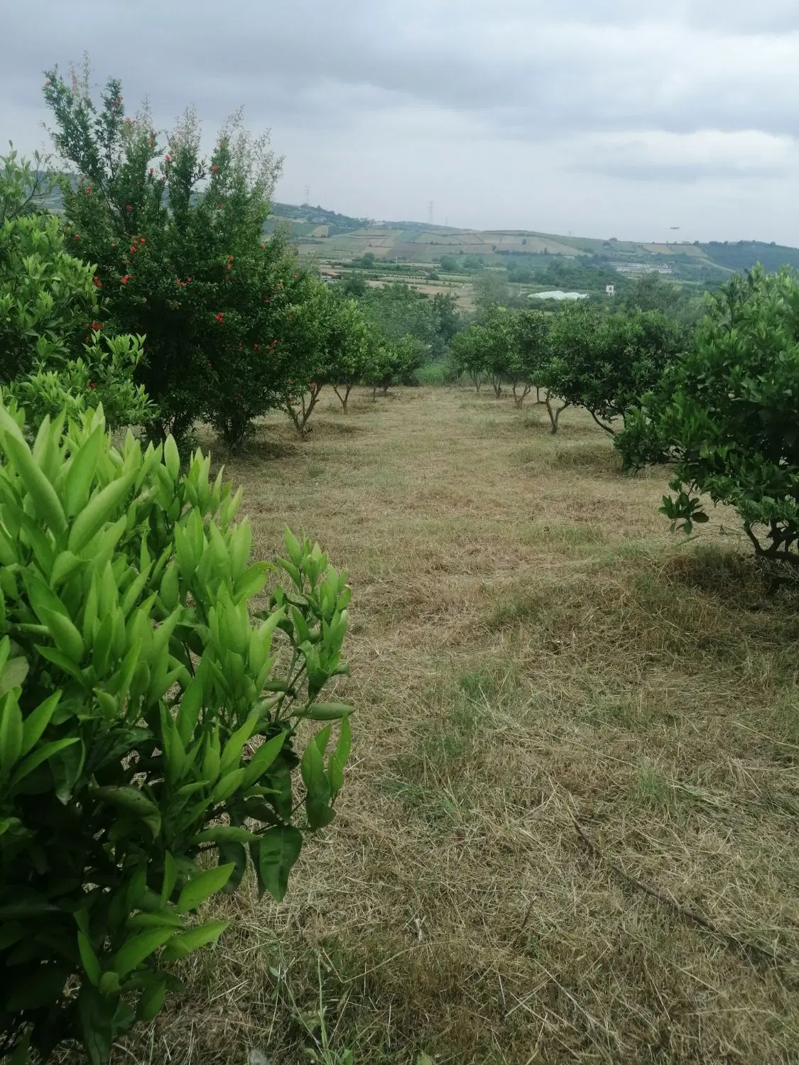 زمین کشاورزی باغی