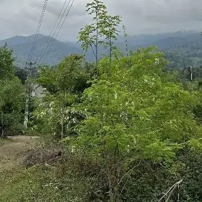 زمین مسکونی ۲۰۰ متری