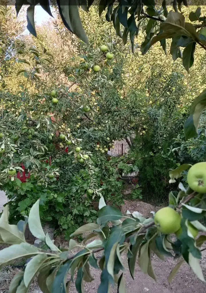فروش باغ