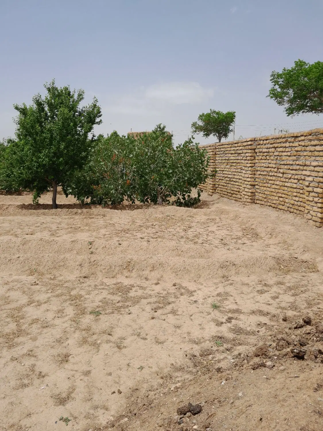 باغ پسته