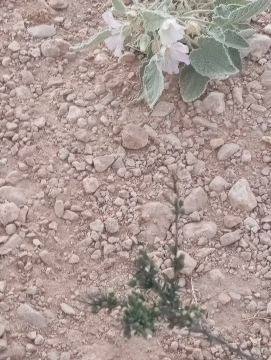 زمین باغی