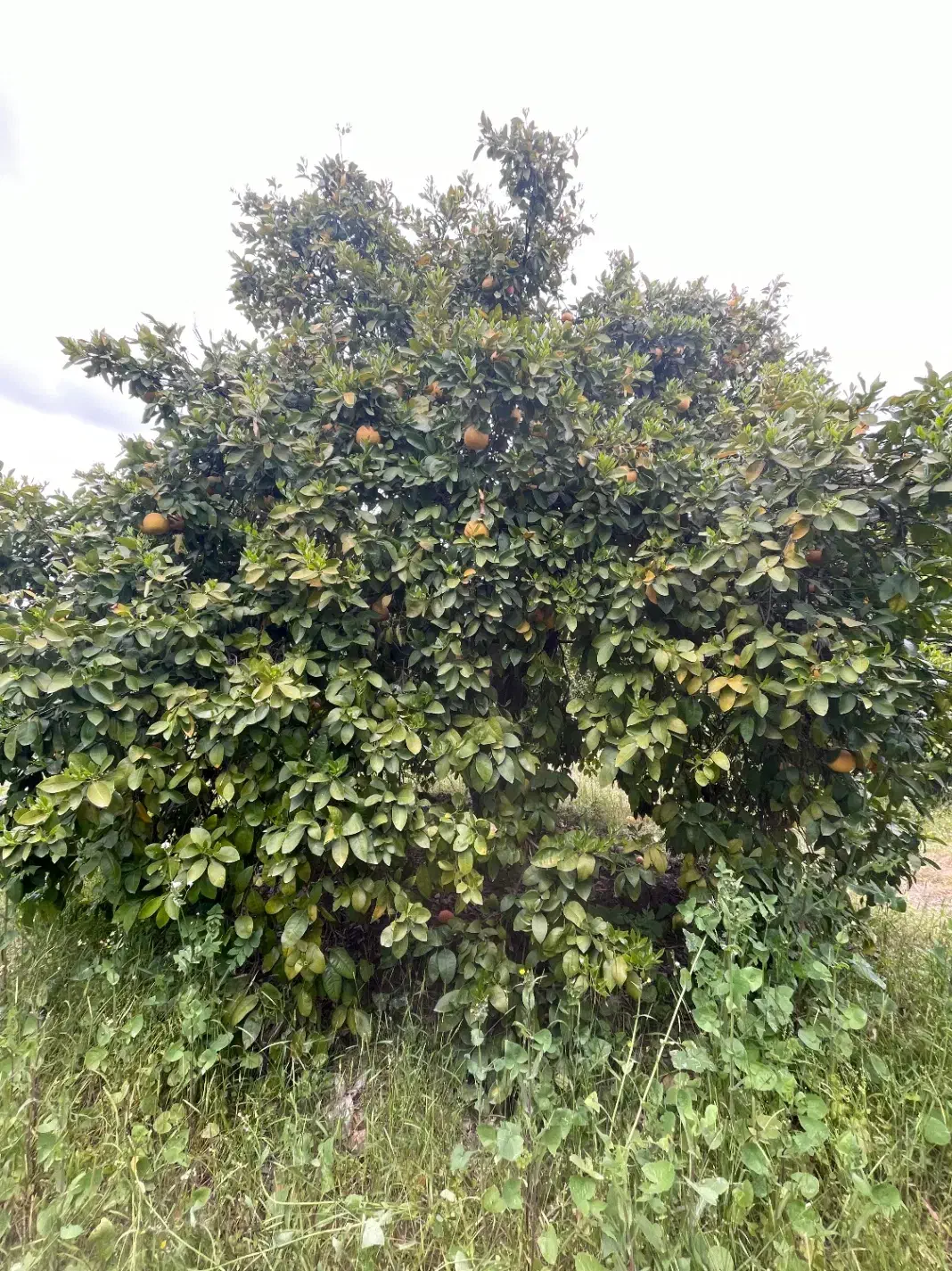 قطعه زمین کاربرد صنعتی