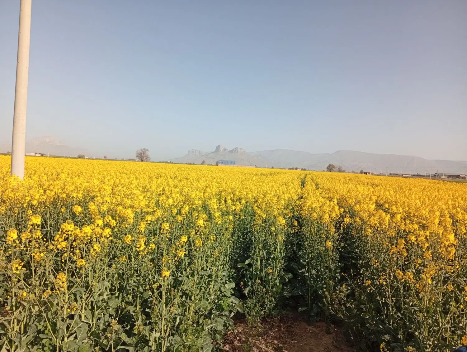 زمین پشت پارک پتروشیمی