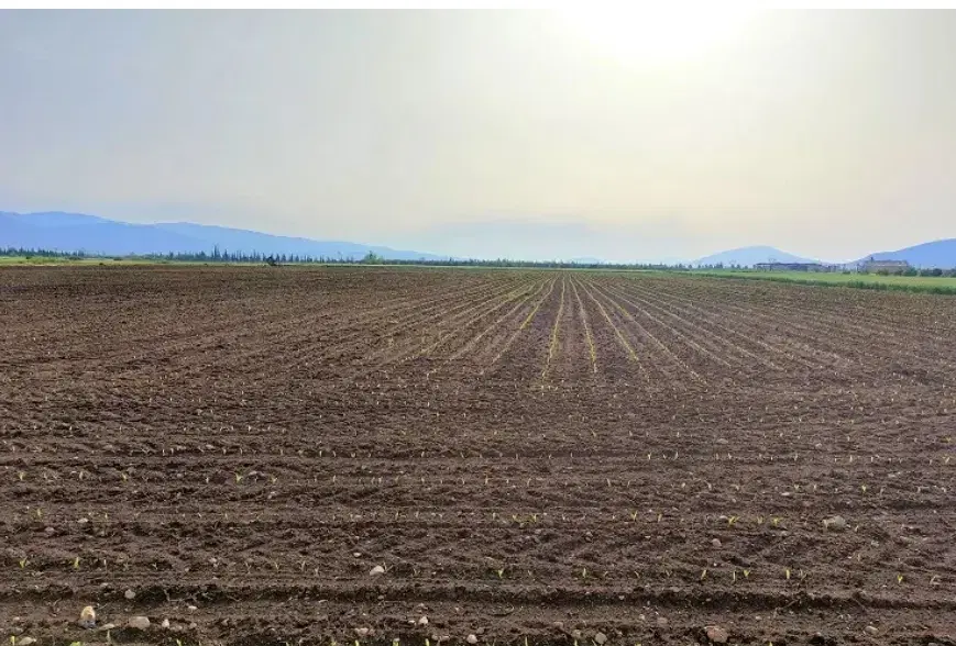 زمین کشاورزی