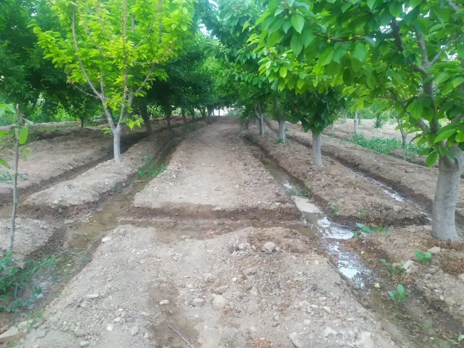 باغ استانه