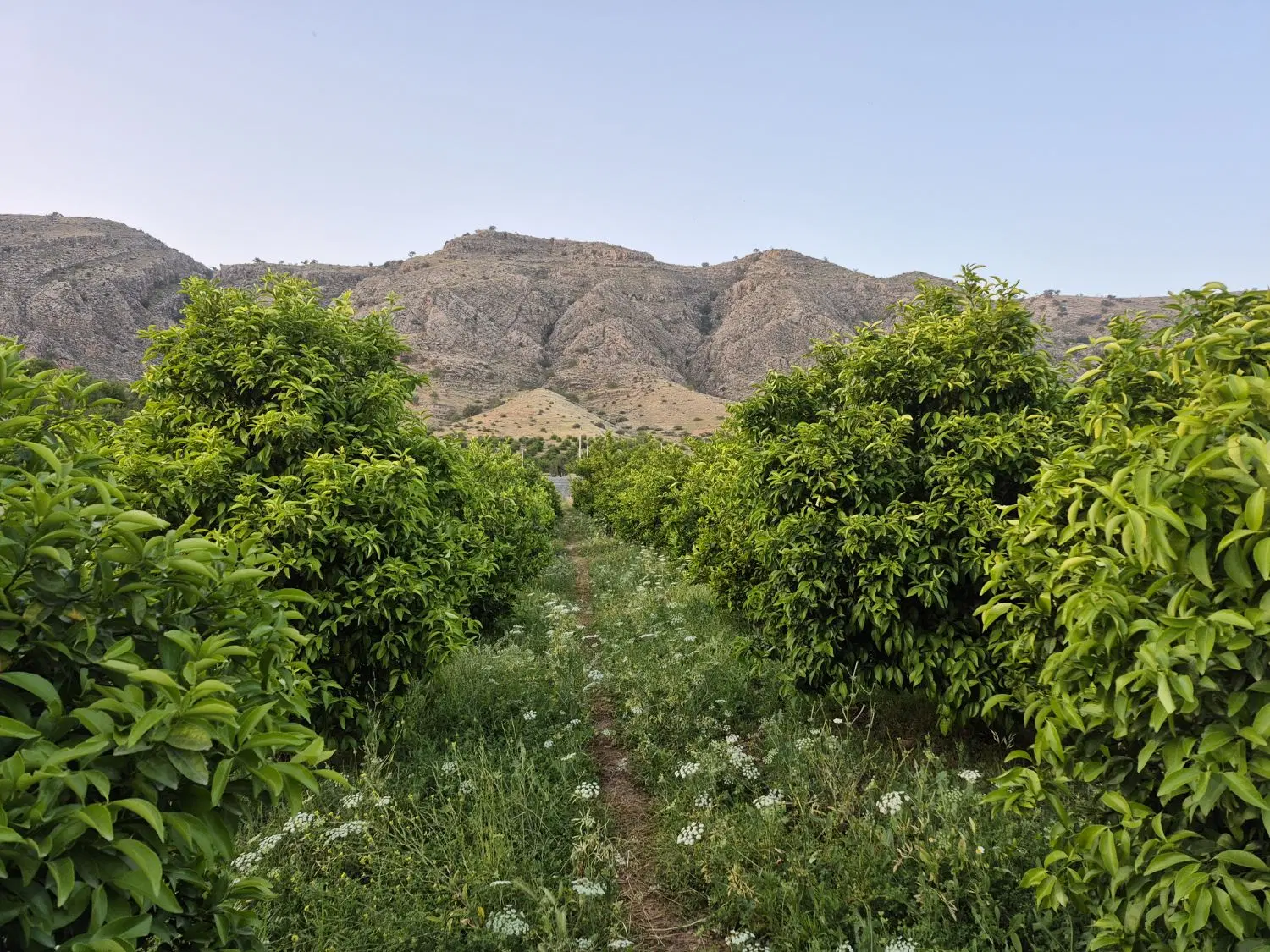 باغ پشتکوه باشت