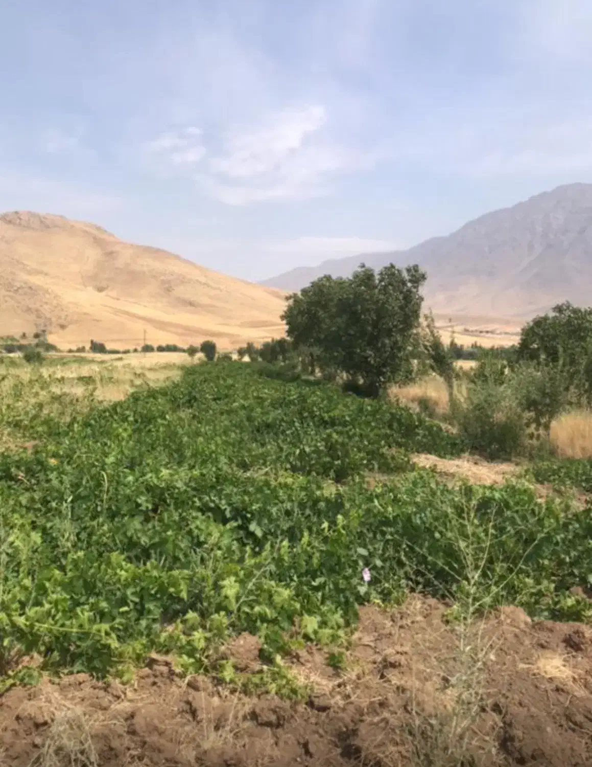 باغ میوه و انگور