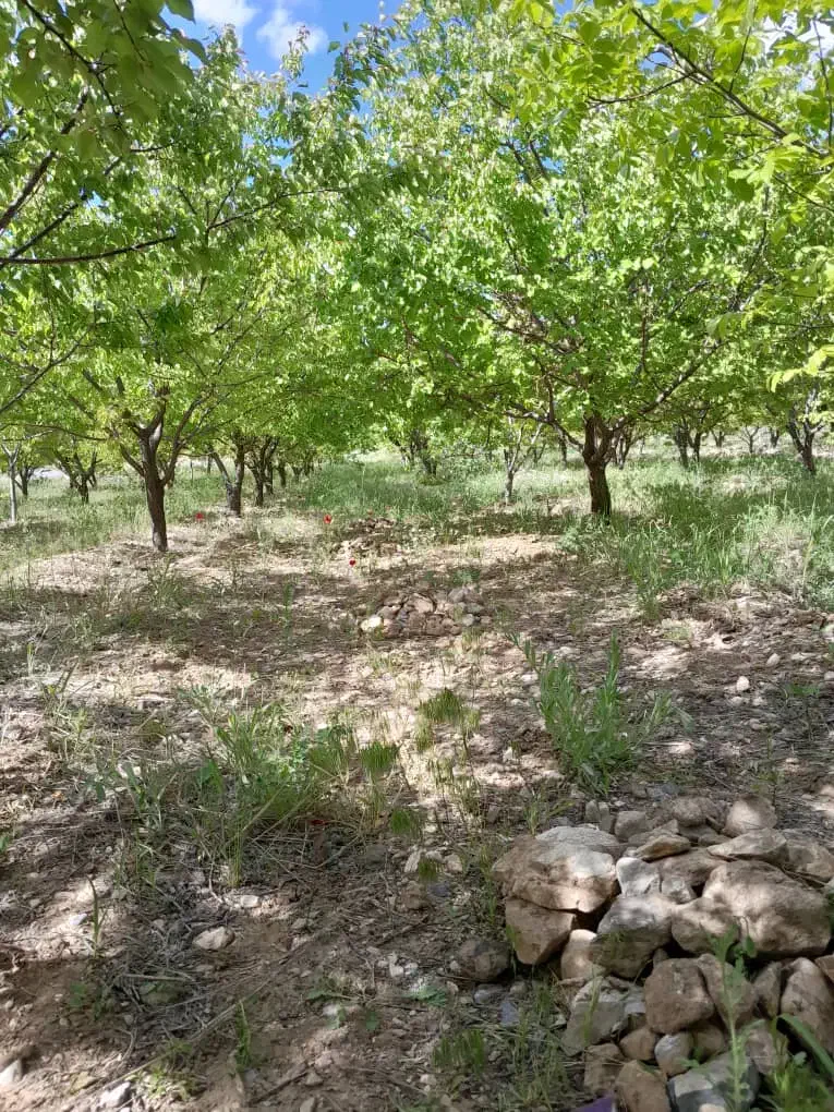 یک هکتار باغ بر اتوبان