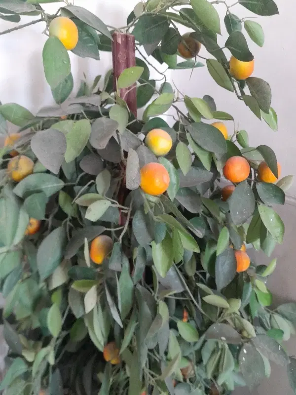 باغ مهریز لب مزراع
