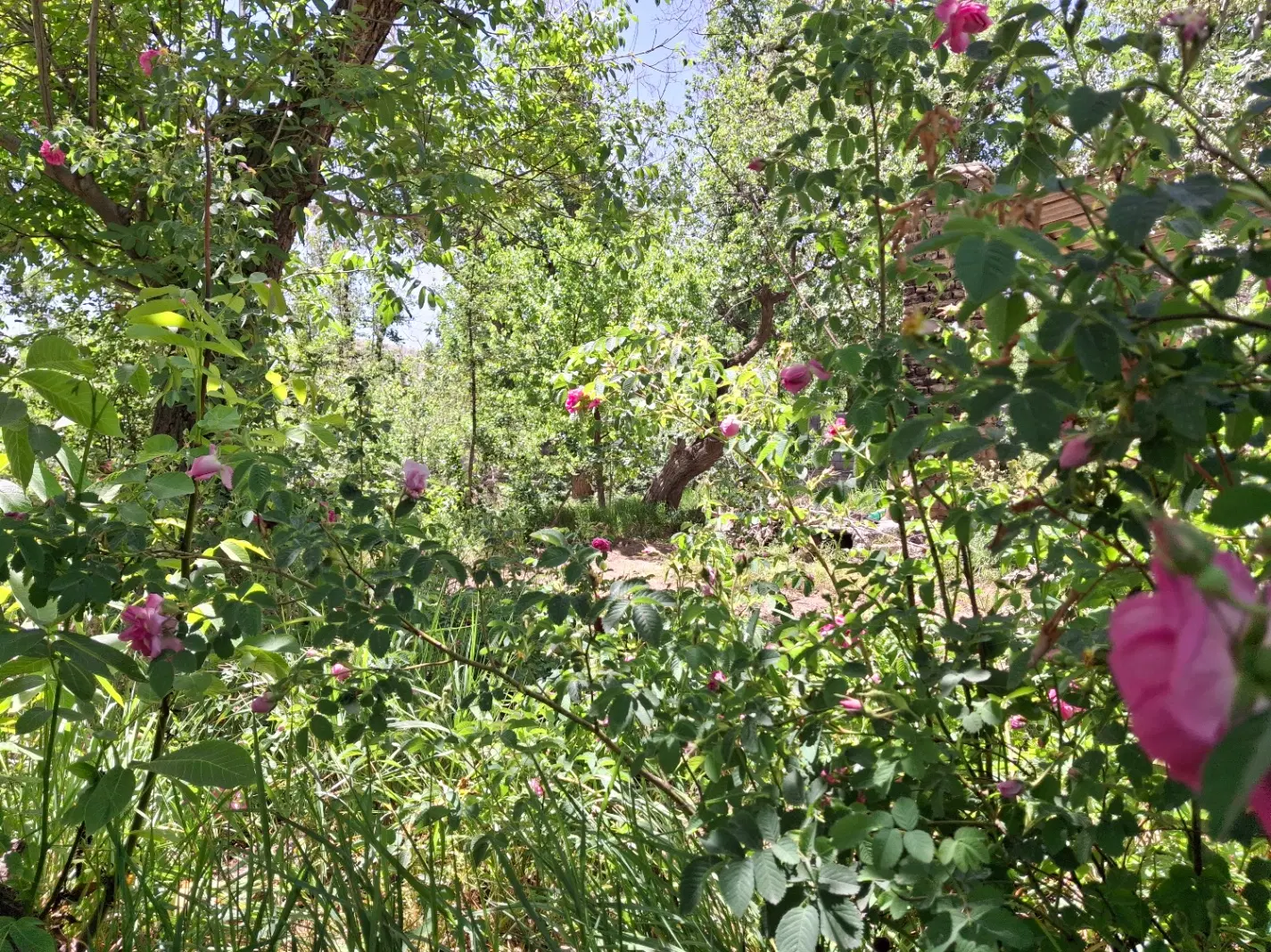 فروش باغ سنگستان همدان