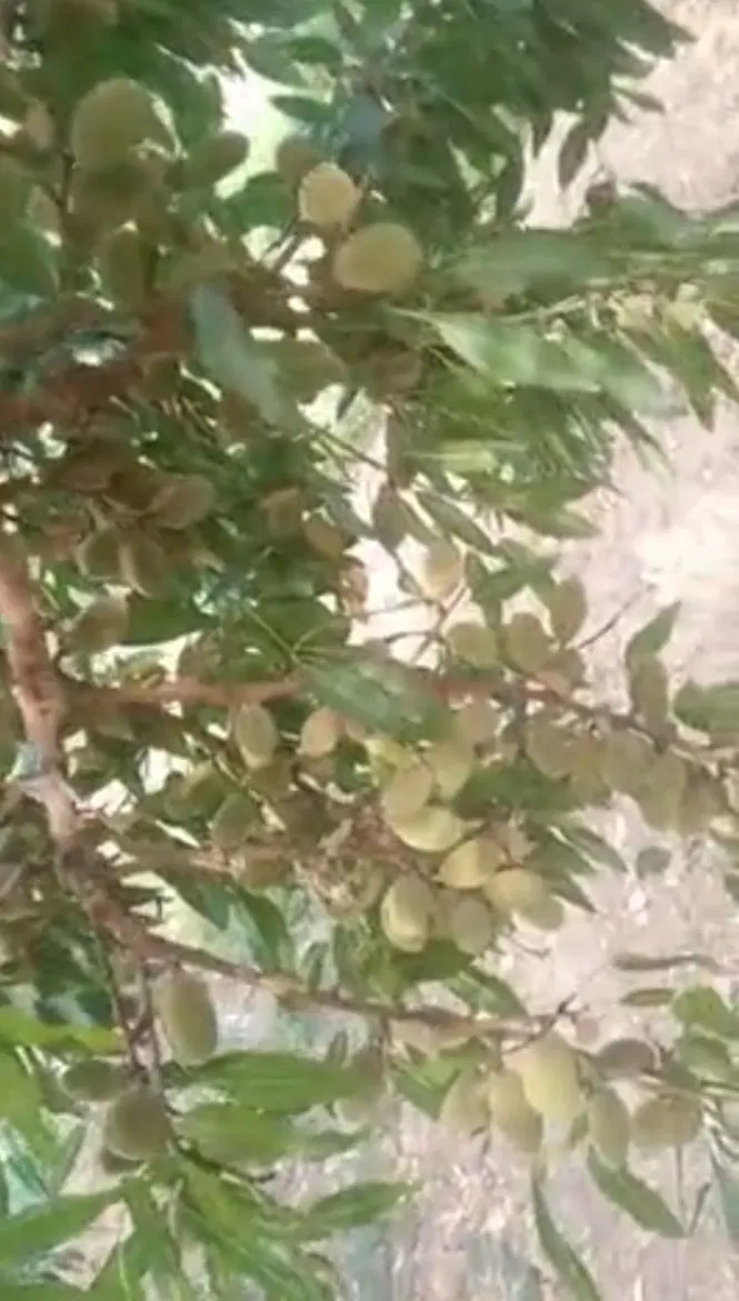 زمین باغ بادام ۴۰۰۰ متری (سپیدان )