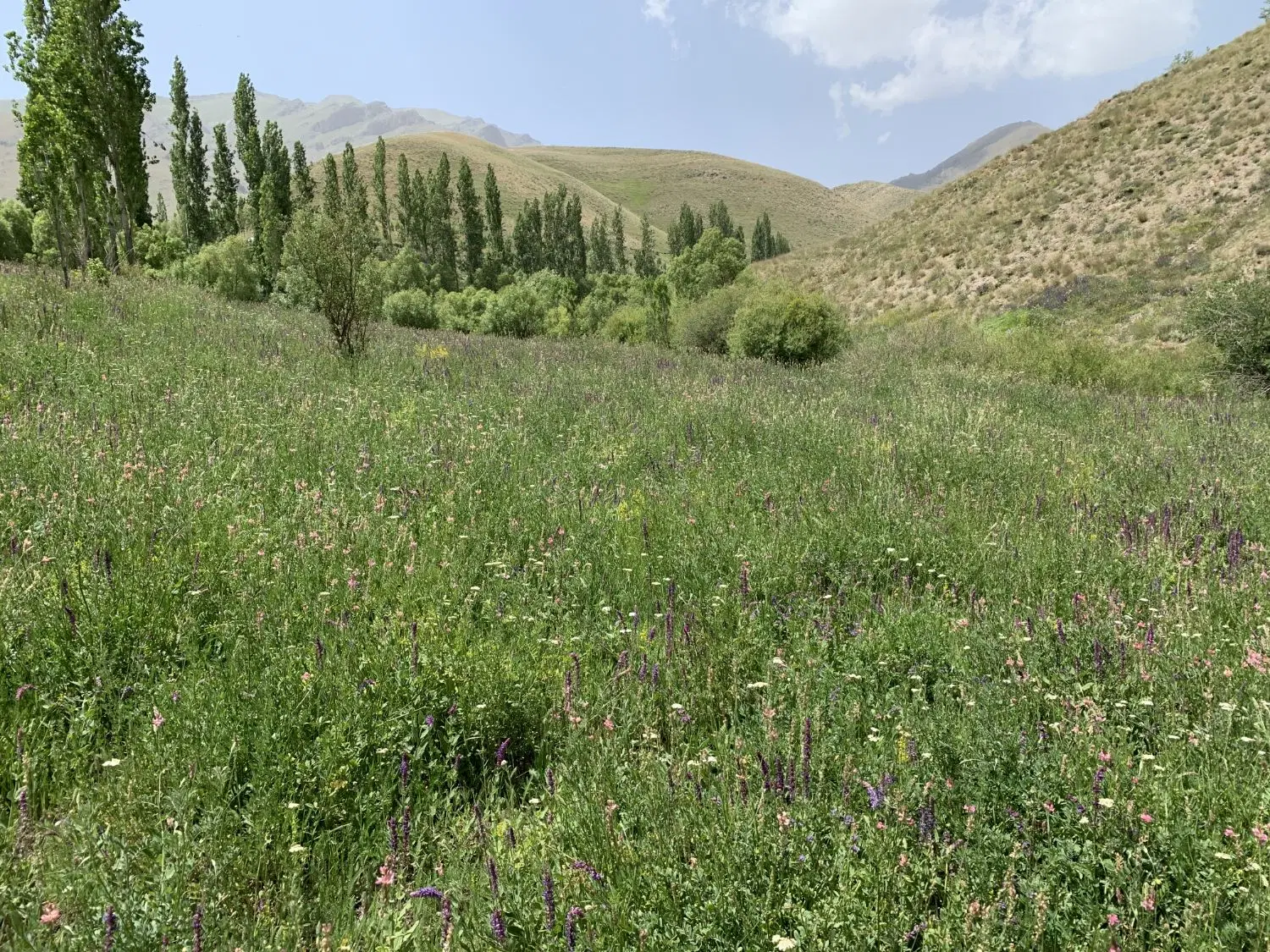 فروش ۴۰۰۰ متر زمین باغی
