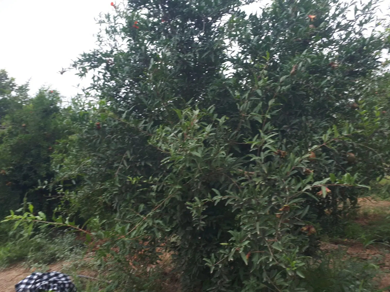باغ ۱۰۰۰ متر در جاده کشاورز