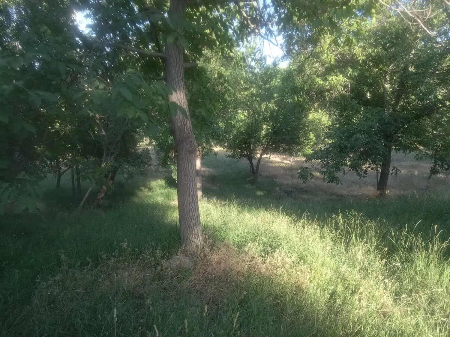 باغ