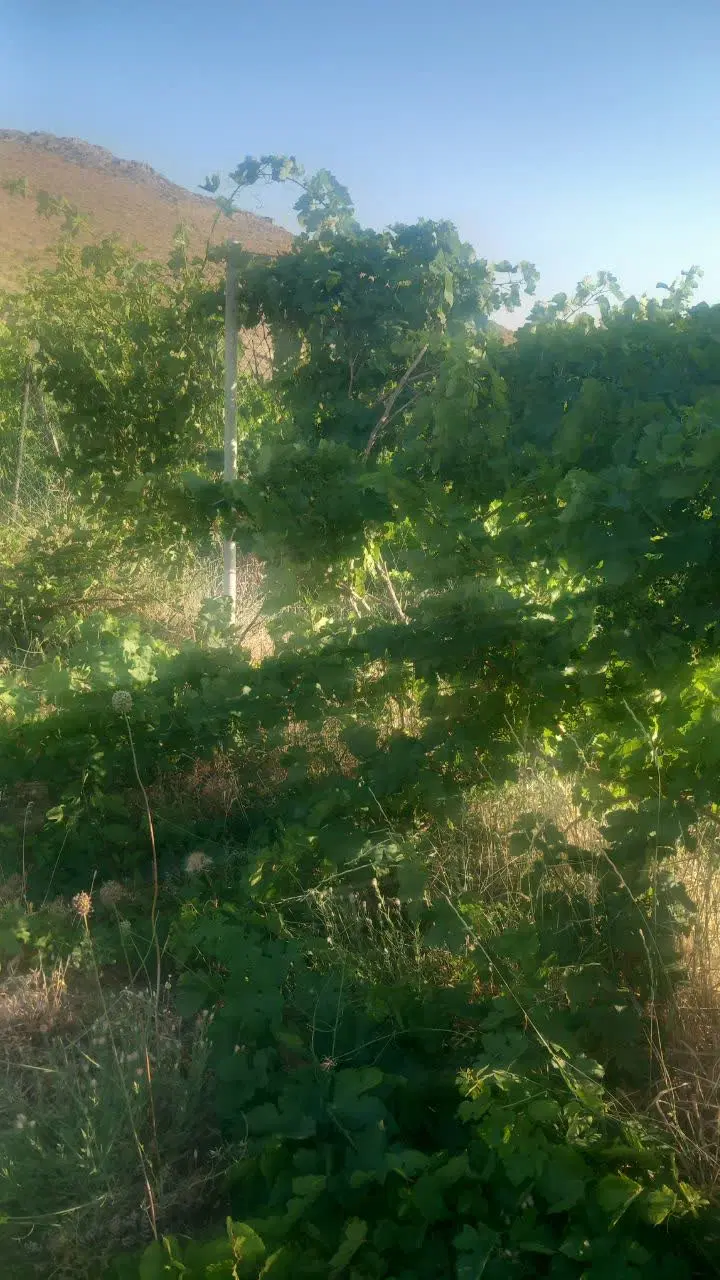 یک باغ انگور در روستای زرنان