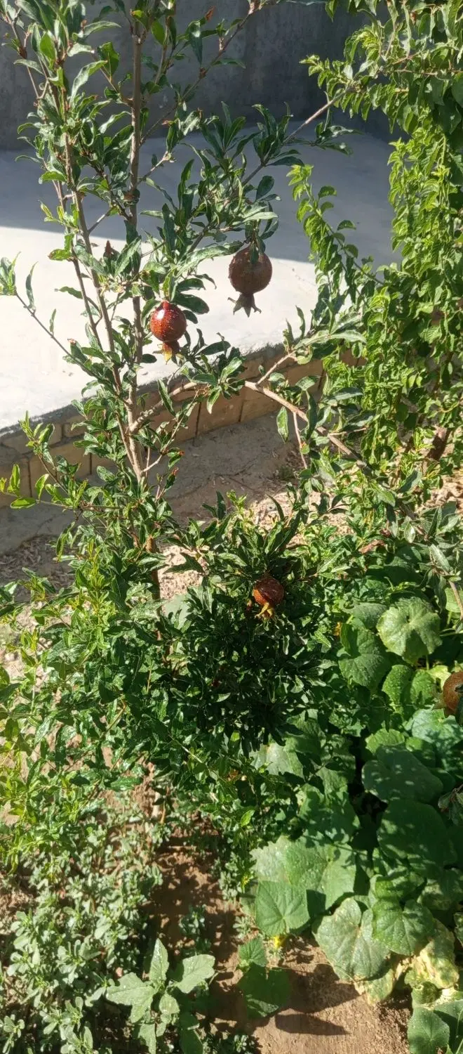 باغ ۳۵۰متری دارای مدارک کامل