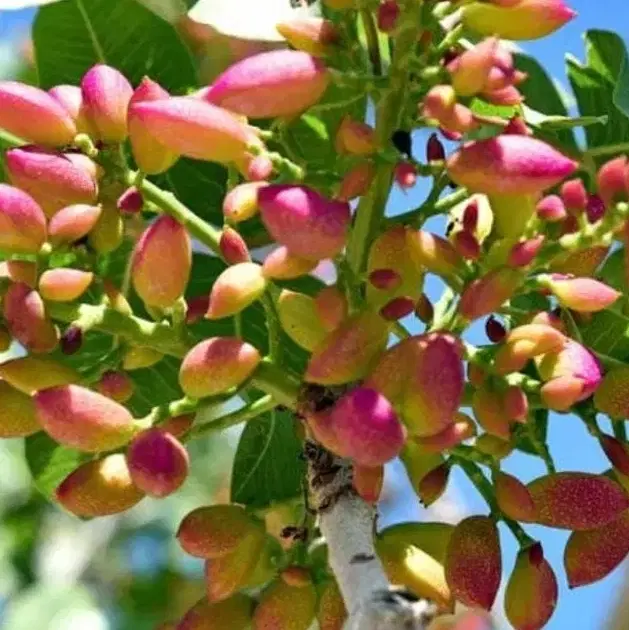 باغ پسته دارای سند تک برگ