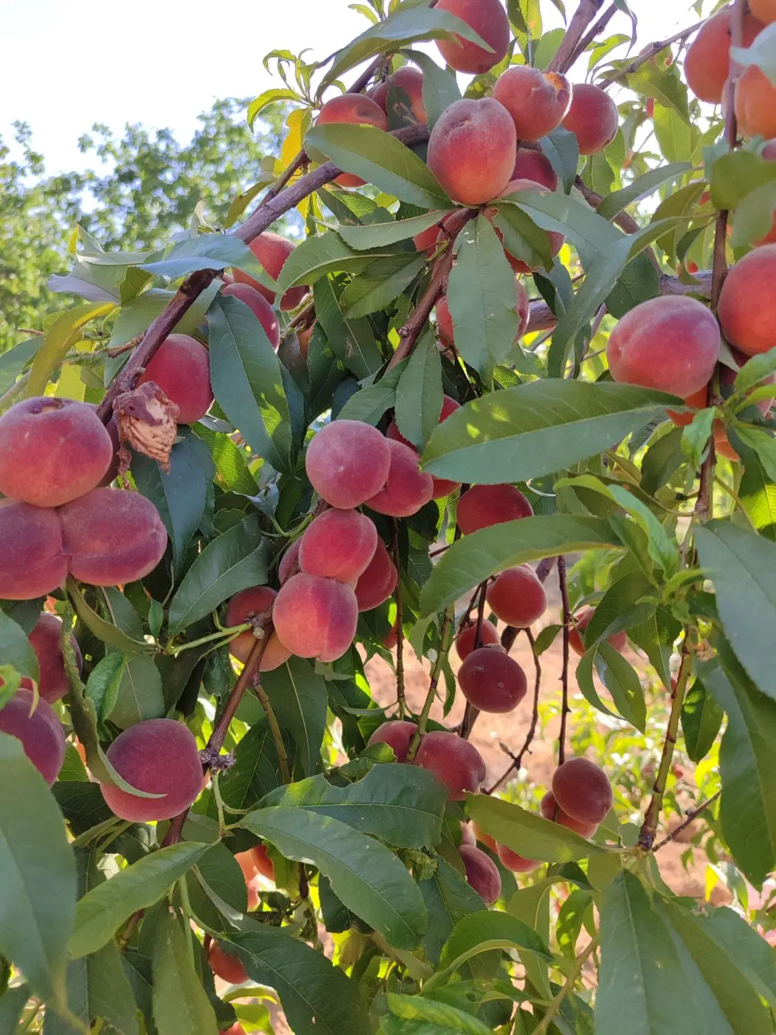 فروش باغ تجاری و تفریحی