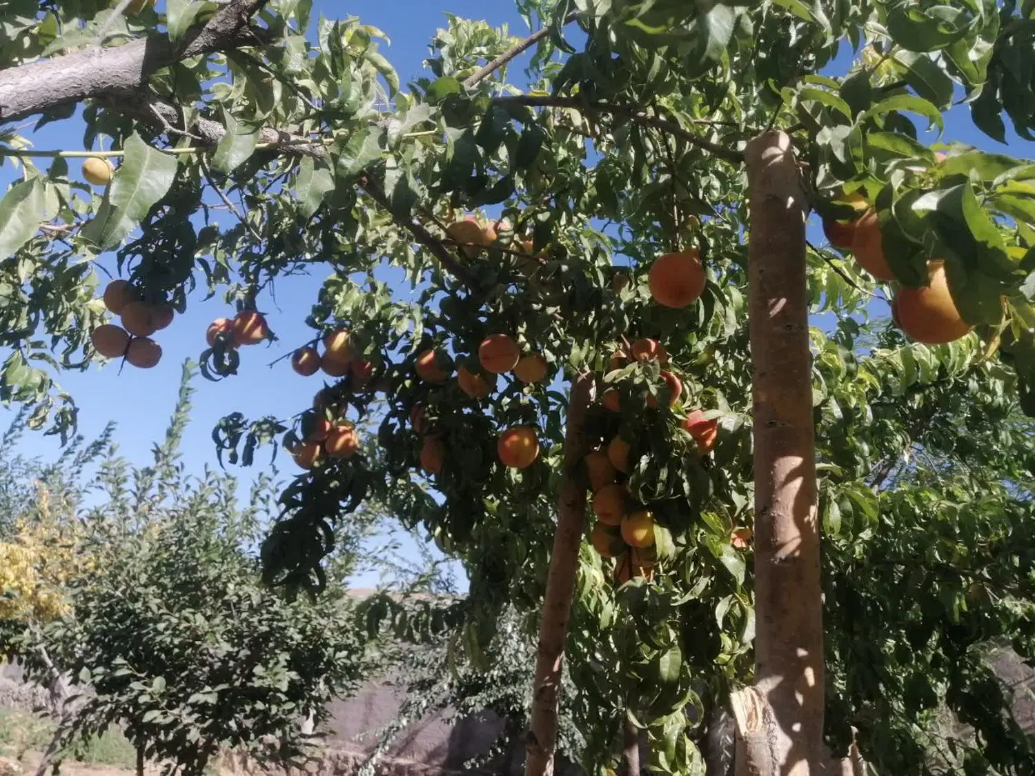 باغ ویلا ملک آباد